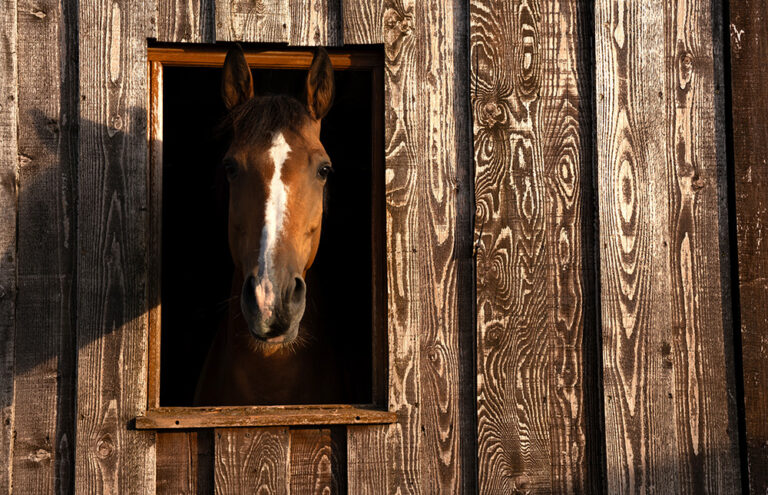 Hors cadre - Photographe Lisa NASSOY