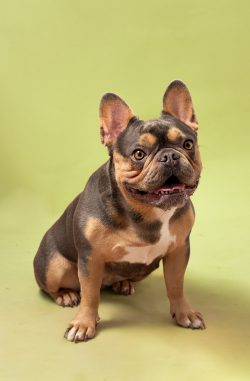 Portrait Animalaxou - LD photographe - Tya